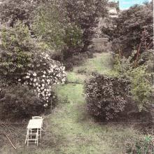 Le jardin des peupliers